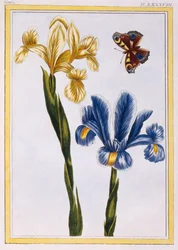 黄色と紫のアイリス、1776年頃（手描きの彫刻）